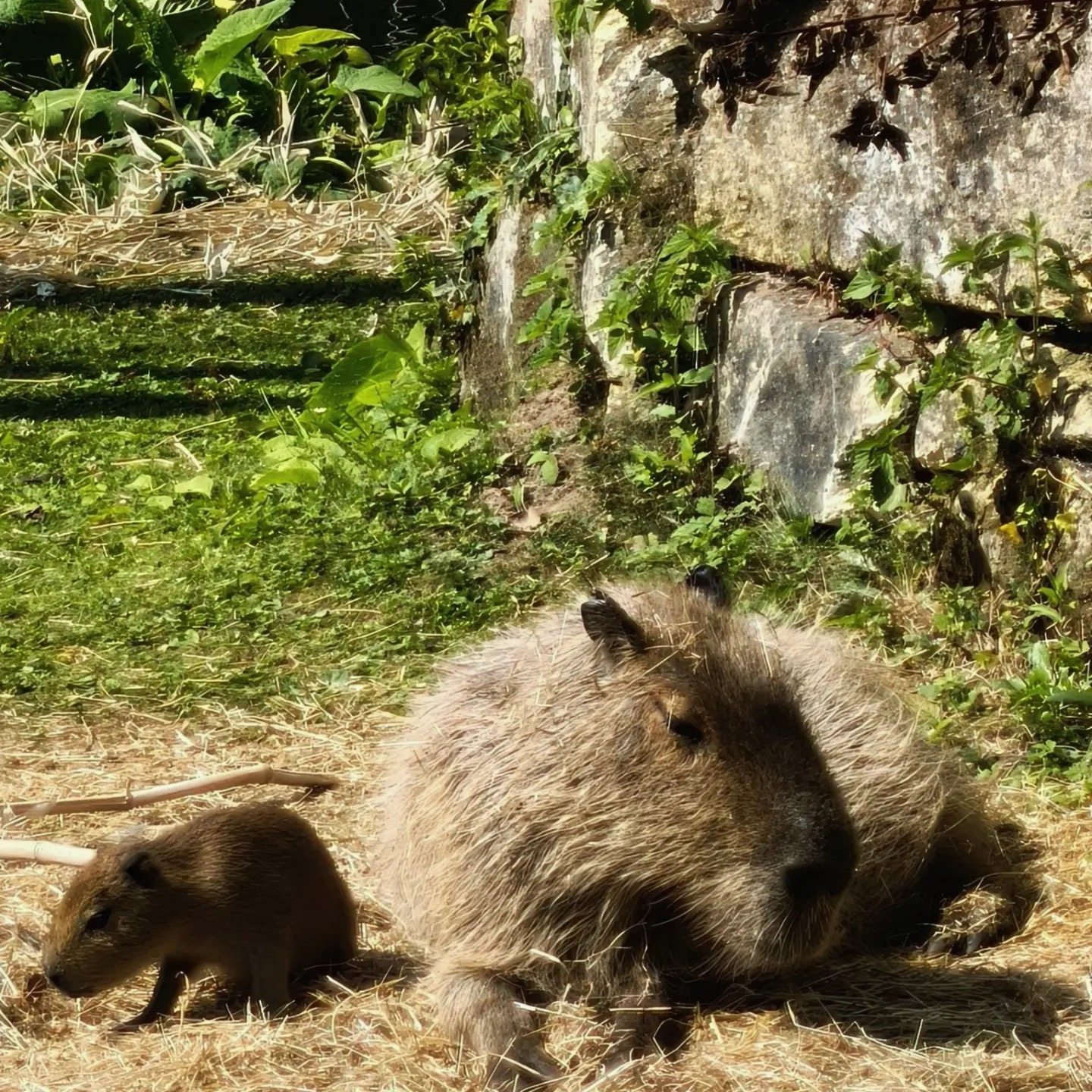 Twee capibaras in een groene leefomgeving