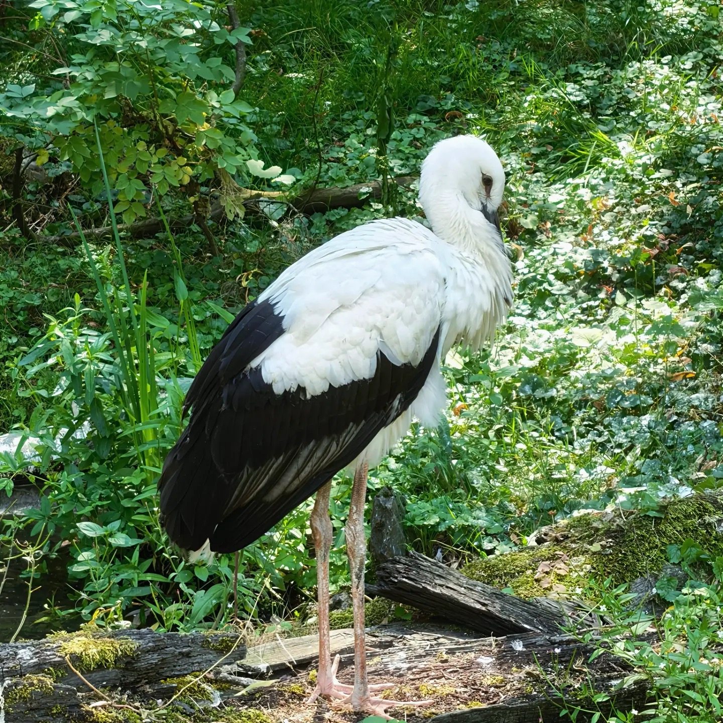 Een ooievaar tussen het groen
