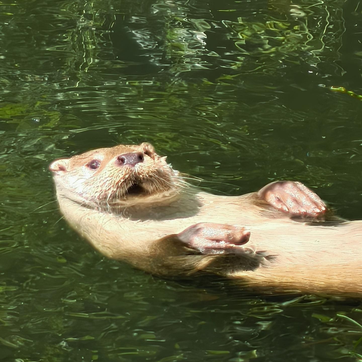 Een otter zwemt in het water