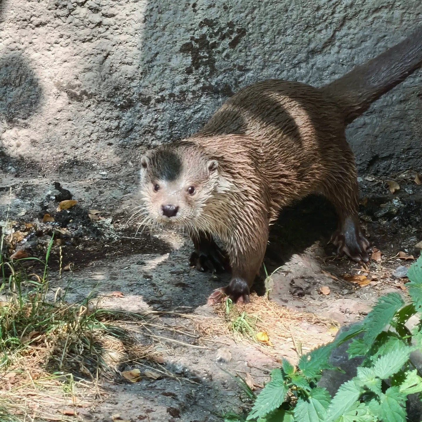 Een otter op de oever